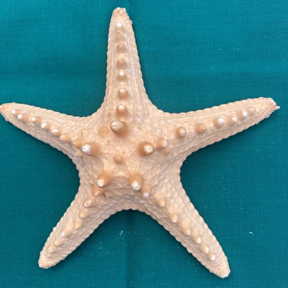 Starfish Sea Shells - Picture 10 of 11